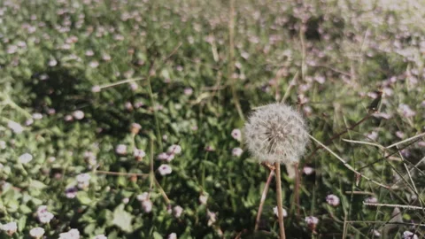Dandelion in meadow clip2 Stock Footage 165175690