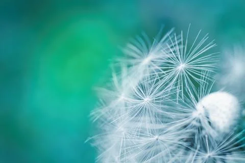Dandelion in the meadow close up. Blue green soft background with copy space. Фото