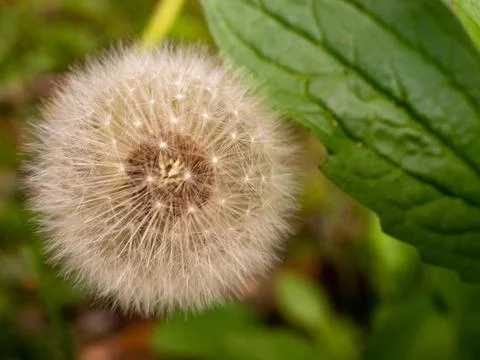Dandelion in the meadow, close up Stock Photos