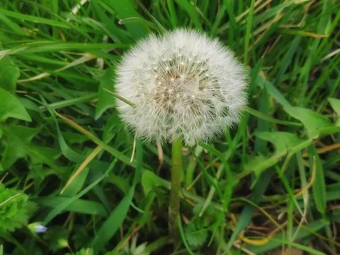 Dandelion in a Meadow Close-Up Stock-Fotos