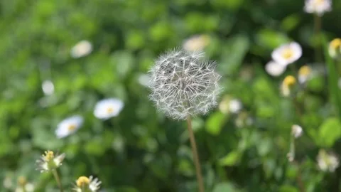 Dandelion on the meadow during a vibrant spring day. Stock Footage 75972118