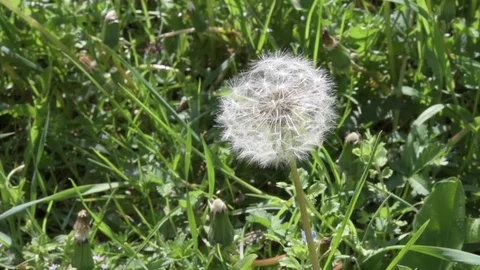 Dandelion on the meadow during a vibrant spring day. Stock Footage 76212116