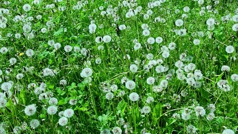 Dandelion meadow filled with white seed heads moving in breeze, Stock Footage 332410896