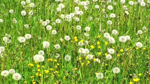 Dandelion Meadow 库存影片 752550