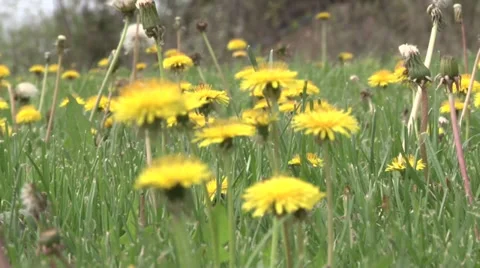Dandelion meadow Видео 37052224