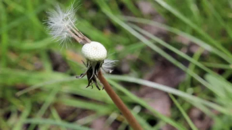 Dandelion on a meadow Stock Footage 50606328
