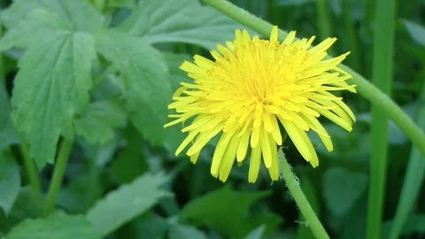 Dandelion in the meadow. Stock Footage 75943134