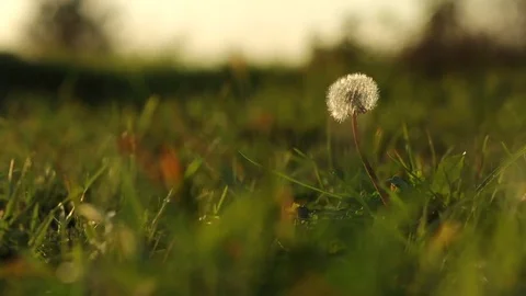 Dandelion in a meadow Video stock 76051444