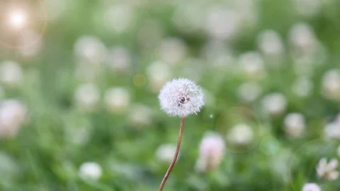 Dandelion meadow Video stock 76573208