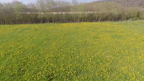 Dandelion on a meadow Stock Footage 106524785