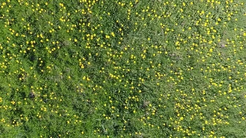 Dandelion on a meadow Stock Footage 106525621