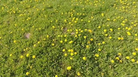 Dandelion on a meadow Stock Footage 106525623