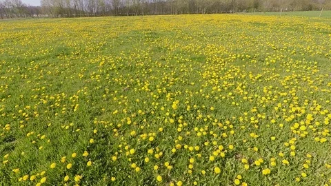 Dandelion on a meadow Stock Footage 106525629