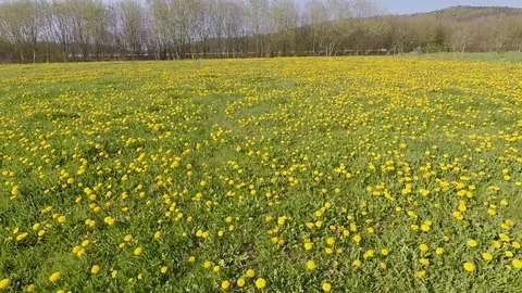 Dandelion on a meadow Stock Footage 106525764