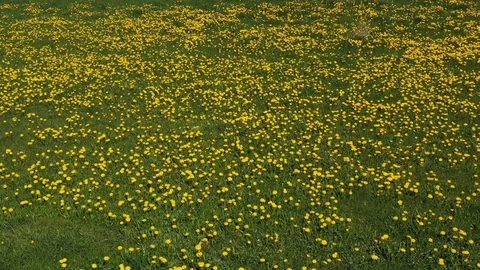 Dandelion meadow Stock Footage 108743691