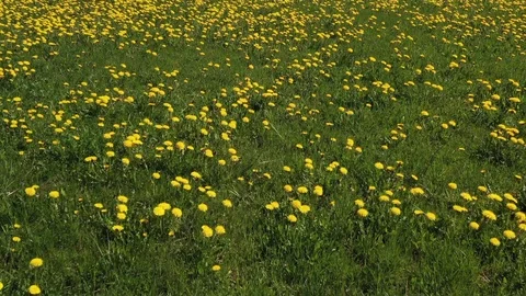 Dandelion meadow 108743991