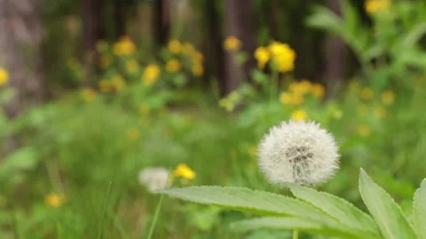 Dandelion in the meadow 스톡 동영상 194540704
