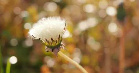 Dandelion in the meadow Stock Footage 249928953