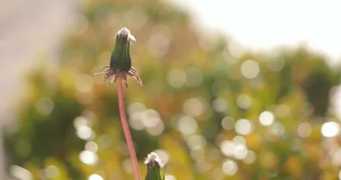 Dandelion in the meadow Stock Footage 249928962