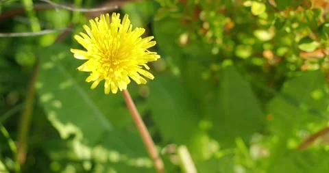 Dandelion in the meadow Stock Footage 249928964