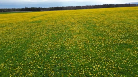 Dandelion Meadow Stock Footage 253471780