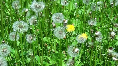 Dandelion meadow with hundreds of white seed balls swaying in wind, Stock Footage 330161950