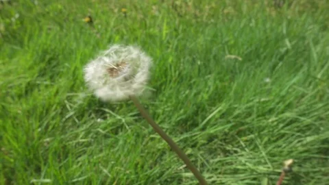 Dandelion in the Meadow moving with the Wind Stock Footage 108124502