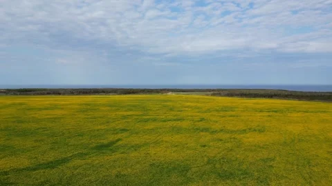 Dandelion Meadow in Newfoundland Stock Footage 253471779