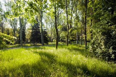 Dandelion meadow Stock Photos