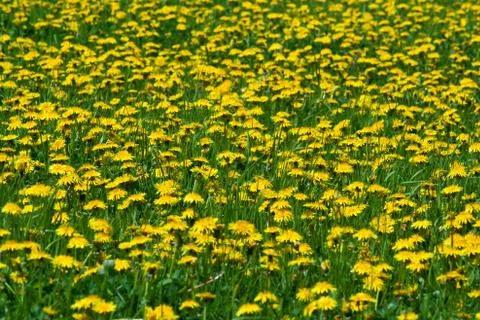 Dandelion meadow Stock Photos