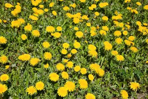 Dandelion meadow Stock Photos