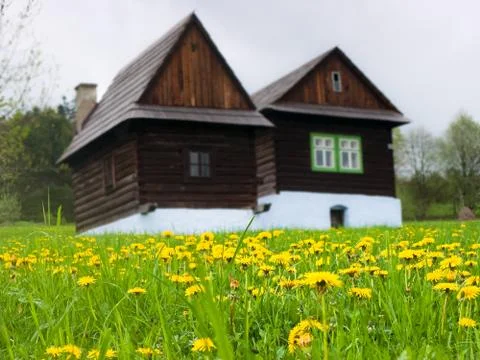 Dandelion on meadow Photos