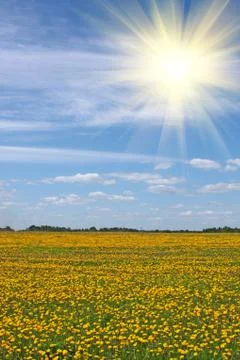 Dandelion meadow Stock Photos
