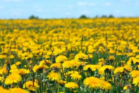 Dandelion meadow Stock Photos