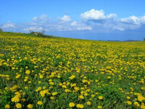 Dandelion meadow Stock Photos