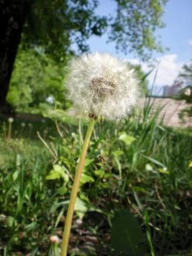 Dandelion in the Meadow Stockfoto's