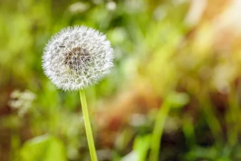 Dandelion in the Meadow 写真素材