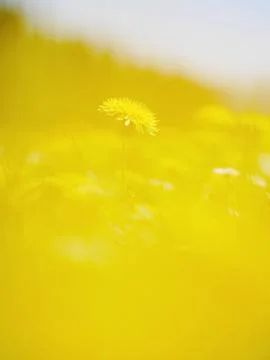 Dandelion meadow Stock Photos