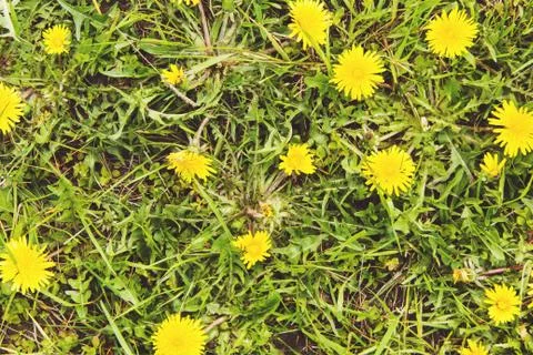 Dandelion in a meadow Stock Photos