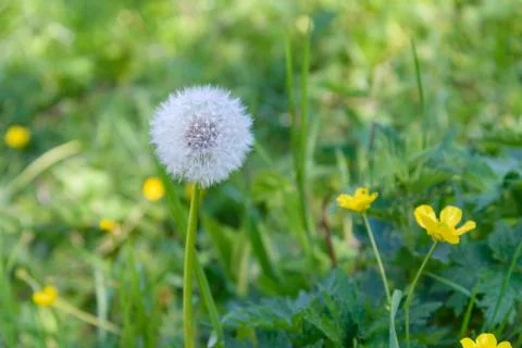 Dandelion on a meadow Stock Photos