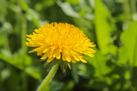 Dandelion in the meadow Stock Photos