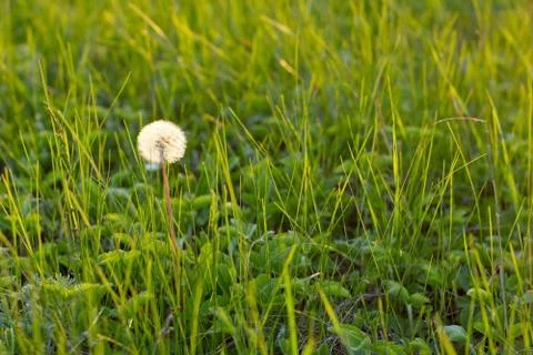 Dandelion in a meadow Stock Photos