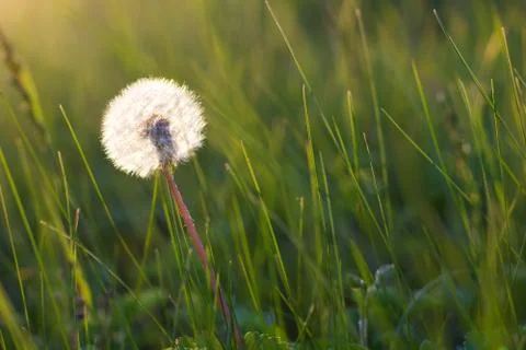 Dandelion in a meadow 스톡 사진