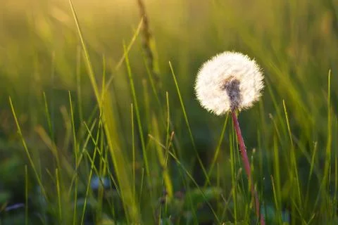 Dandelion in a meadow Foto stock