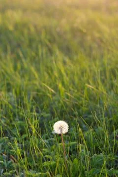 Dandelion in a meadow 스톡 사진