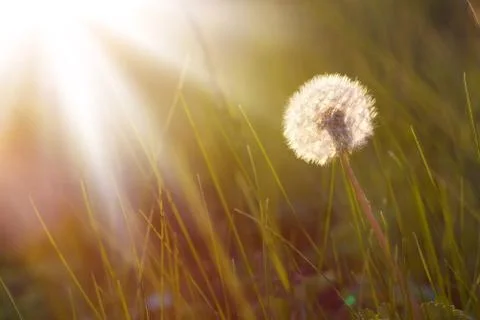 Dandelion in a meadow 스톡 사진
