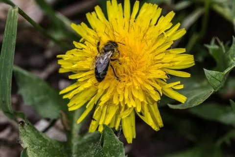 Dandelion on meadow Foto stock