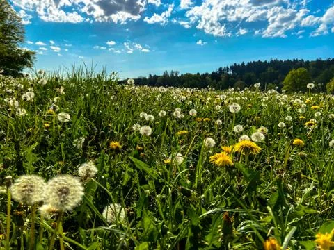 A dandelion meadow Stock Photos