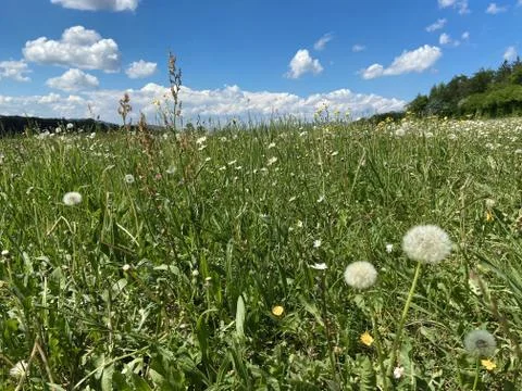 A dandelion meadow Stock Photos