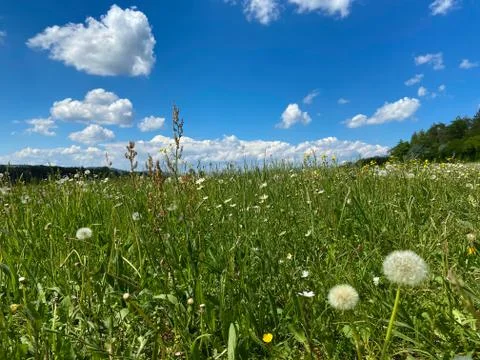A dandelion meadow Stock Photos